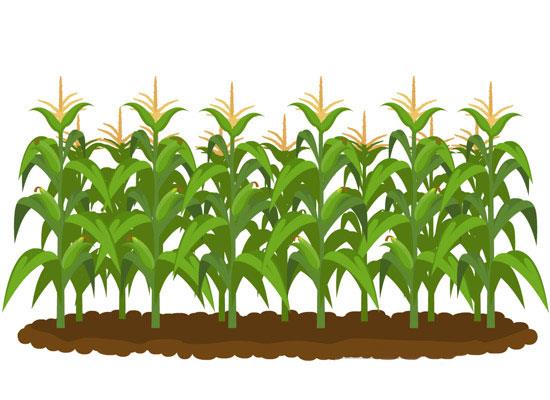 corn 