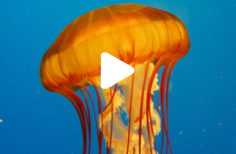 Jelyfish Live Cam Portal 