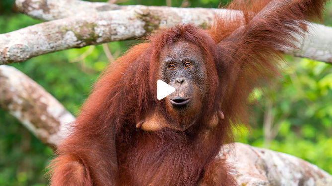 Live Monkey Cam Portal
